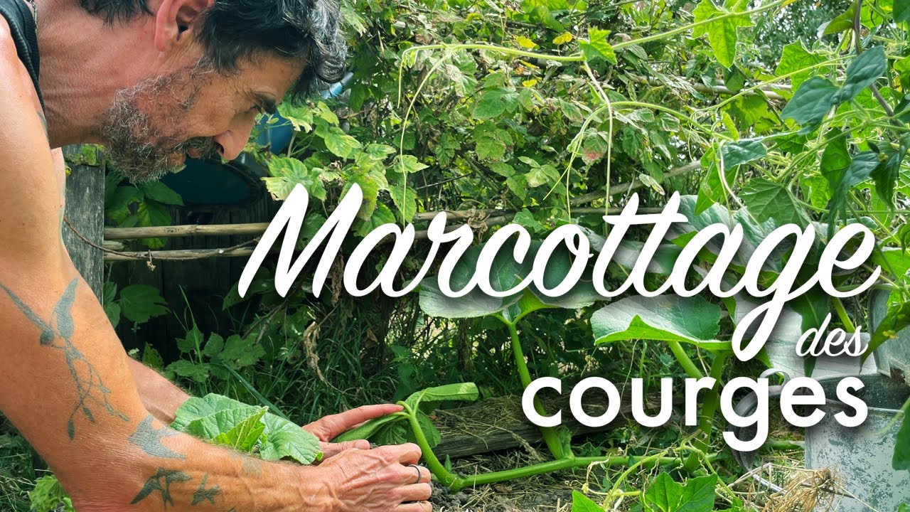 Marcotter les courges au potager.