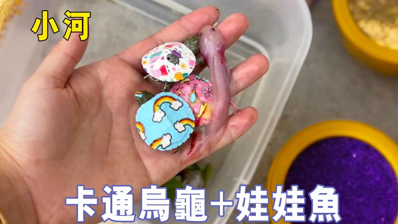 阿傑小河邊抓魚，卻收穫多隻卡通烏龜，竟然還有娃娃魚，粉紅色的小腳撲騰著往桶子裡跳！ 【戶外阿傑】