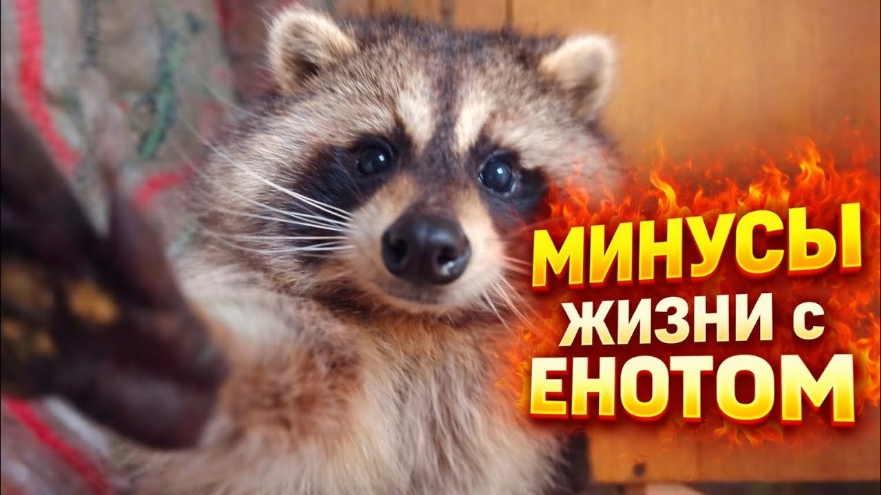 🔥 10 МИНУСОВ ЖИЗНИ С ЕНОТОМ — Подумай дважды!