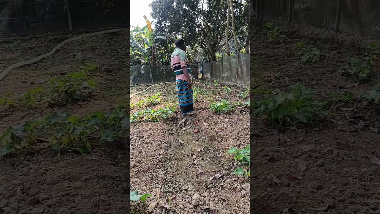 কয়েকদিন ভাগিনীর বিয়ে হল জমিতে যাওয়ার কাহিনী 