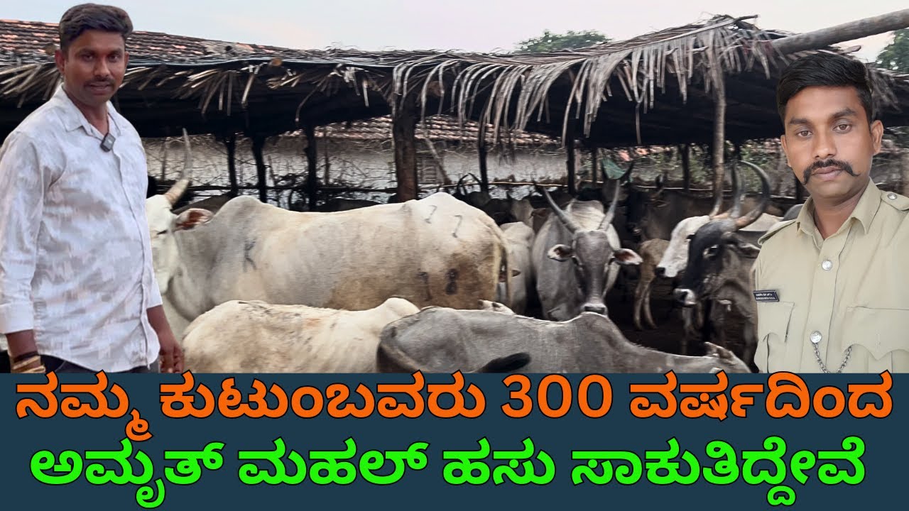 300 ವರ್ಷದಿಂದ ಅಮೃತ್ ಮಹಲ್ ಹಸು ಸಾಕುತಿದ್ದೇವೆ ನಮ್ಮೂರಲ್ಲೇ ಸಾವಿರಾರು ಹಸು ಇದೆ