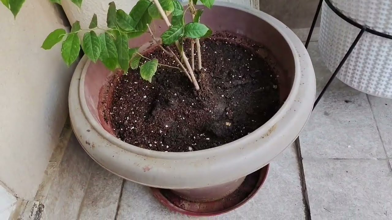 मधुमालती पौधे की रिपोटिंग | Madhumalti plant Repotting | Soil
