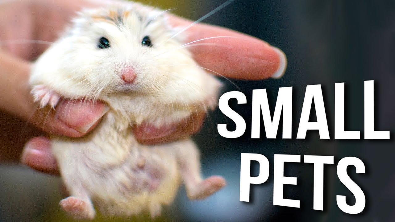 Low Maintenance Small Pets for Busy Owners ▶ 1