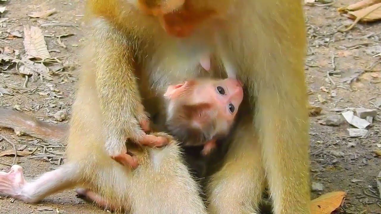 Aww, Cute Baby Monkeys Videos Compilation | Funny and Cute Moments of the Monkeys&mdash;SVA daily life