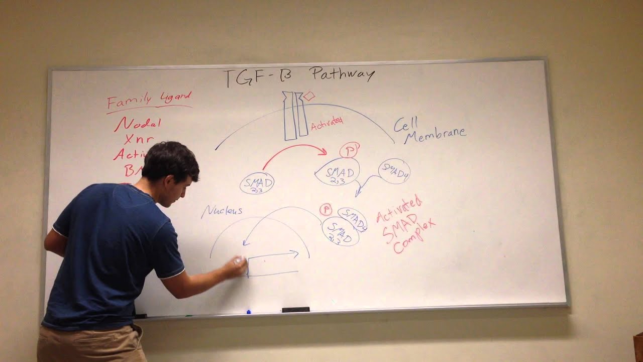TGF-B Signaling Pathway