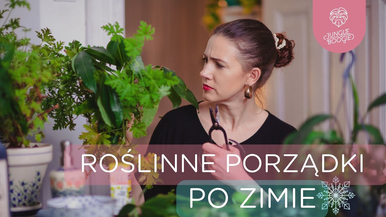 Wiosenne porządki roślinne🌿💚 - doprowadzam rośliny do ładu po zimie i przycinam.