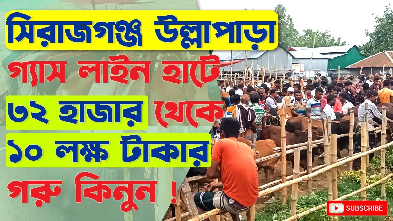 উল্লাপাড়া গ্যাস লাইন গবাদী পশুর হাট | ৩২ হাজার থেকে  ১০ লক্ষ টাকার গরু |#krishibondhon