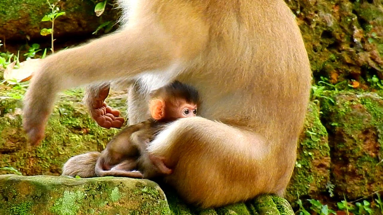 Premature baby monkey wanna walk but mom not allow coz it on the rock, Fresh Newborn Monkey 1717