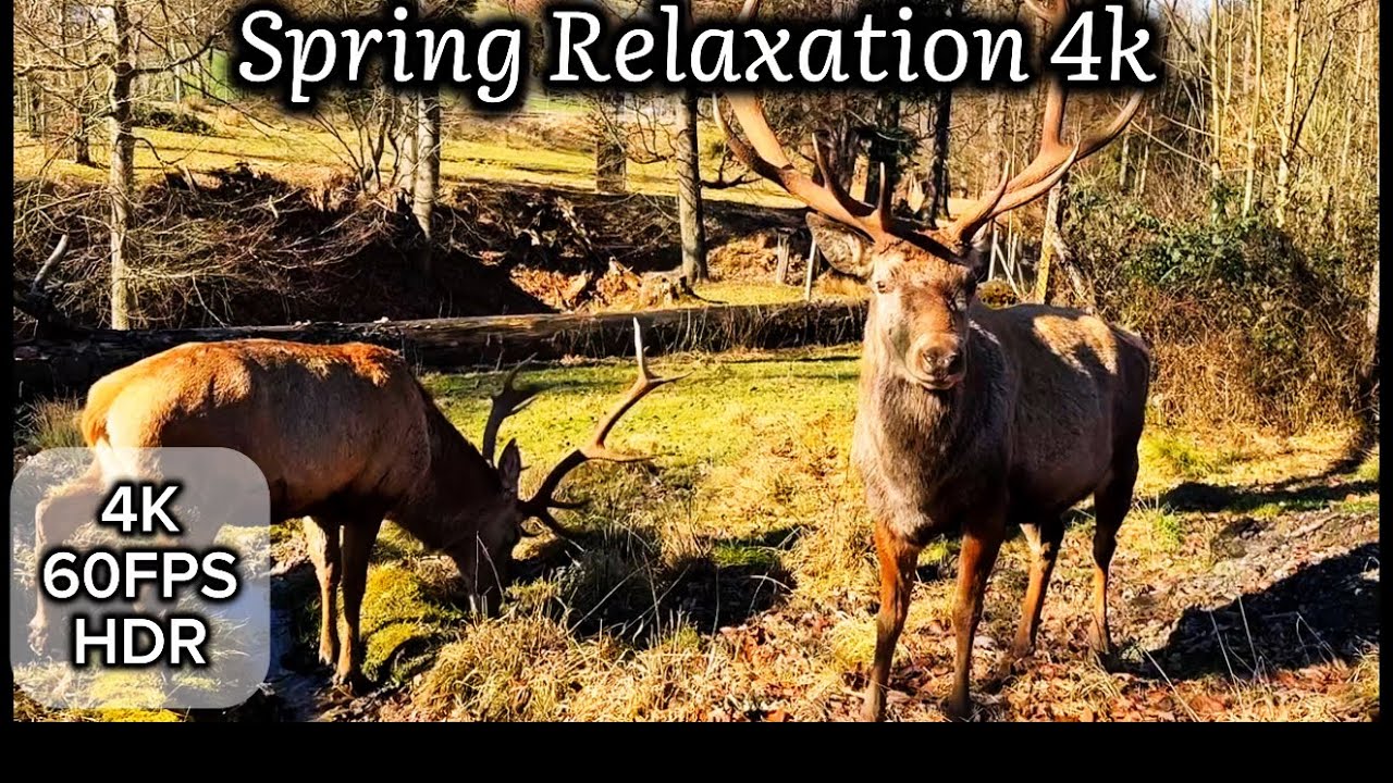 Spring Relaxation in 4K 🌿 Beautiful Nature Scenery with Calm Relaxing Music | 4K HDR 60FPS🏔️🇨🇭