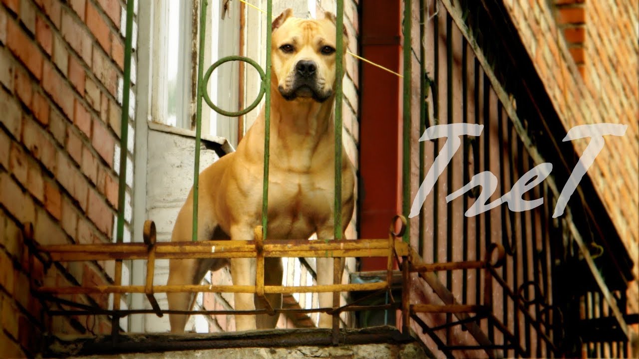 TreT - Home Video 2