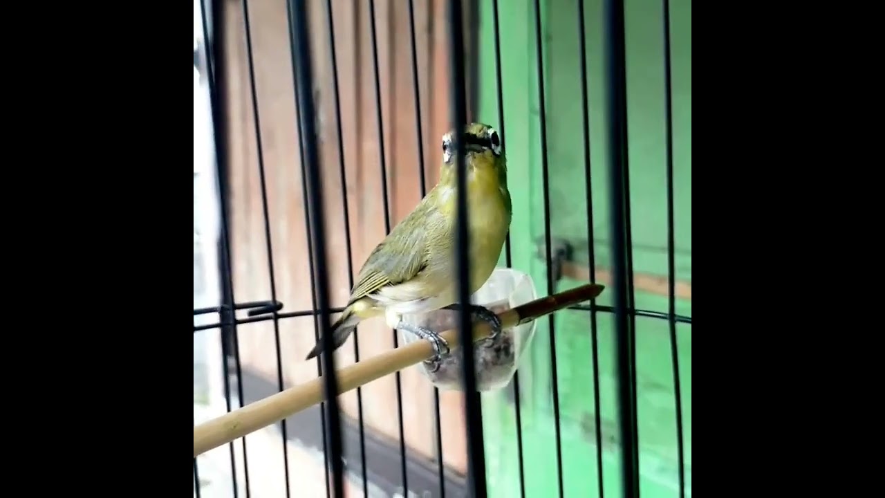 Pleci Dakun Ngalas Nembak Mantenan Sambun Wit Wit