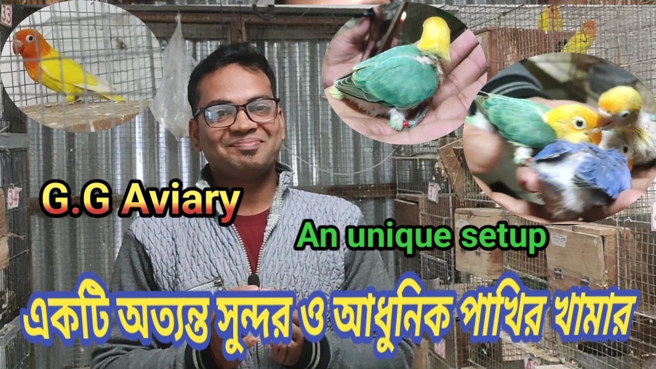 G G Aviary Lovebird Breeding Progress