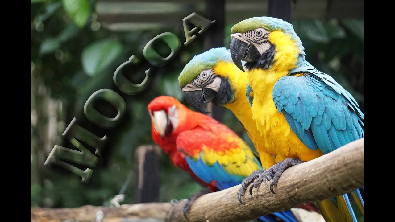 Mocoa, Colombia - Fin Del Mundo