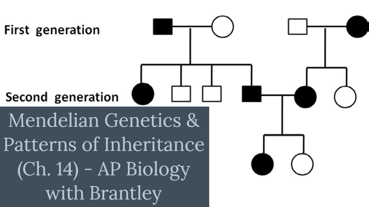 Mendelian Genetics & Inheritance Patterns (Ch. 11) - AP Biology with Brantley