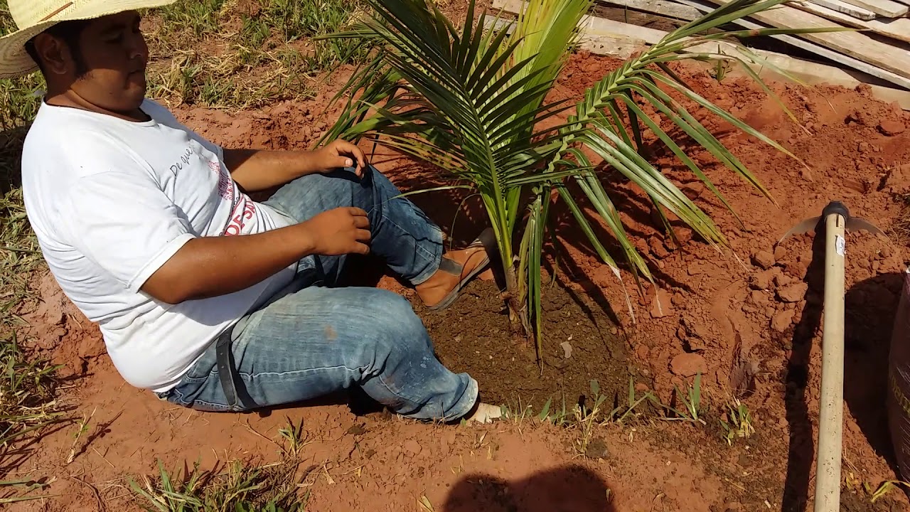 Como plantar um coqueiro anão