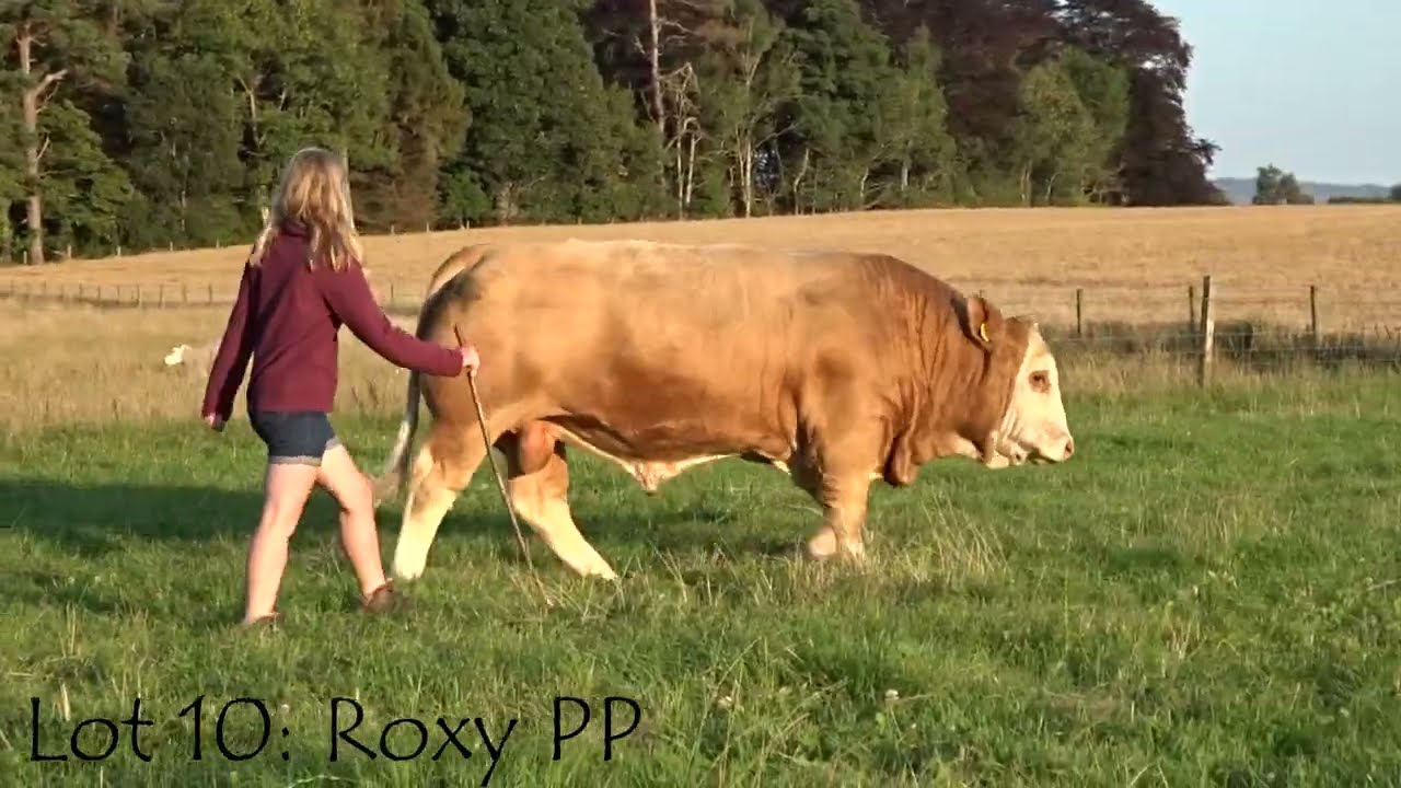 Working Genes Simmental Bulls 2025