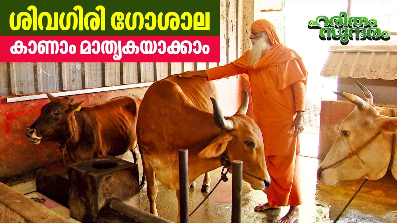 The wonderful world of cows at 'Sivagiri Gokulam' dairy farm | Haritham Sundaram EP 442