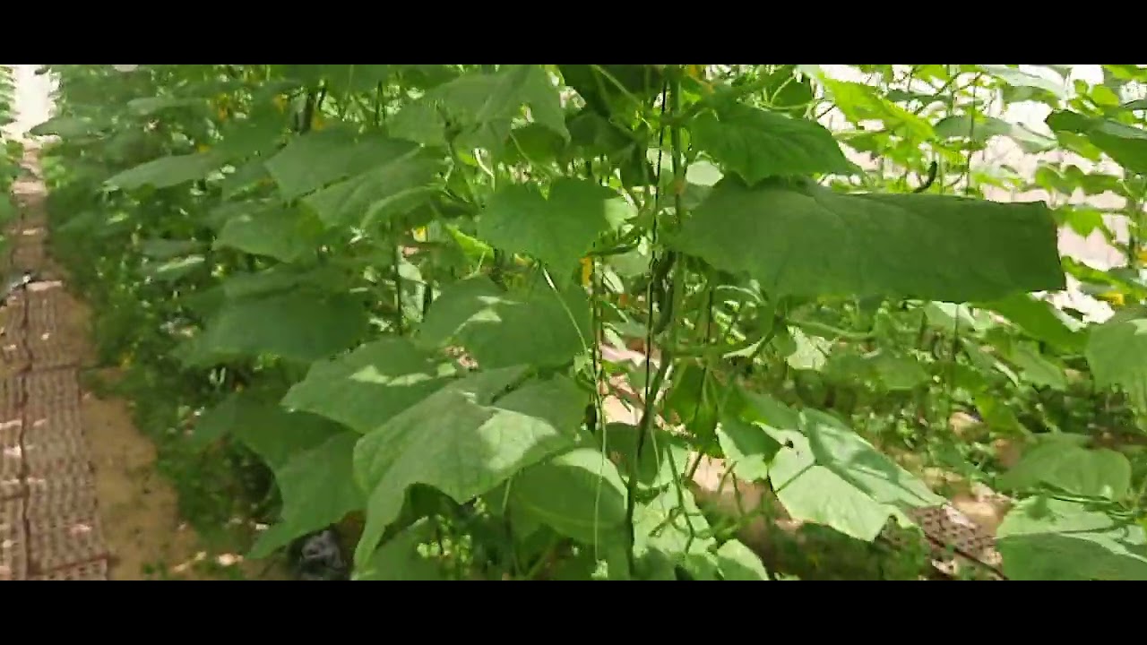 commercial cucumber 🥒 in Sandponics