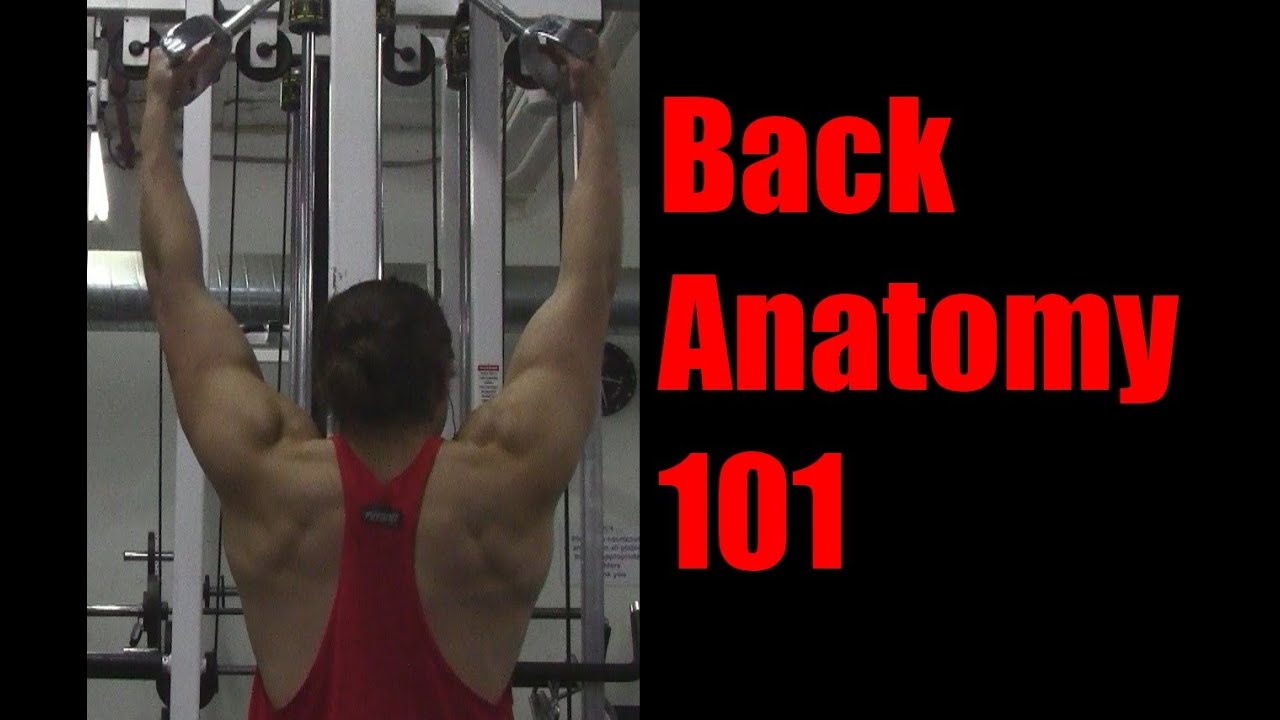 Back Anatomy 101: Exercises to Target Lats, Traps, Rhomboids and Erector Spinae