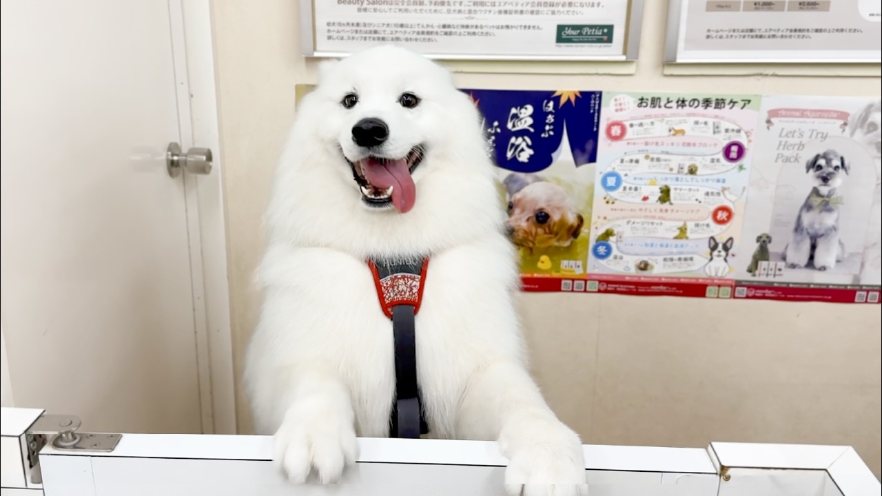 2時間ぶりにお迎えに行くと耳がなくなるほど大喜びでお出迎えしてくれた犬がかわいすぎました！