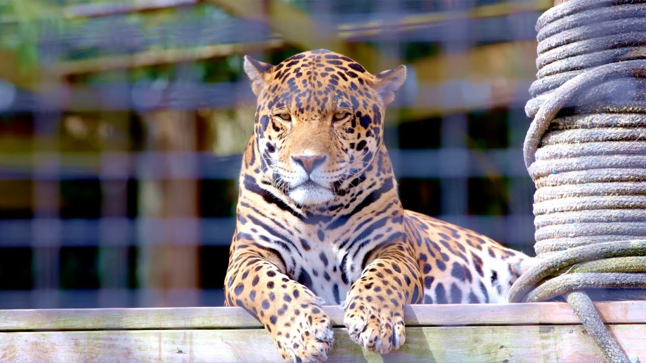 Discover Texas- Jaguar Training at the Texas Zoo