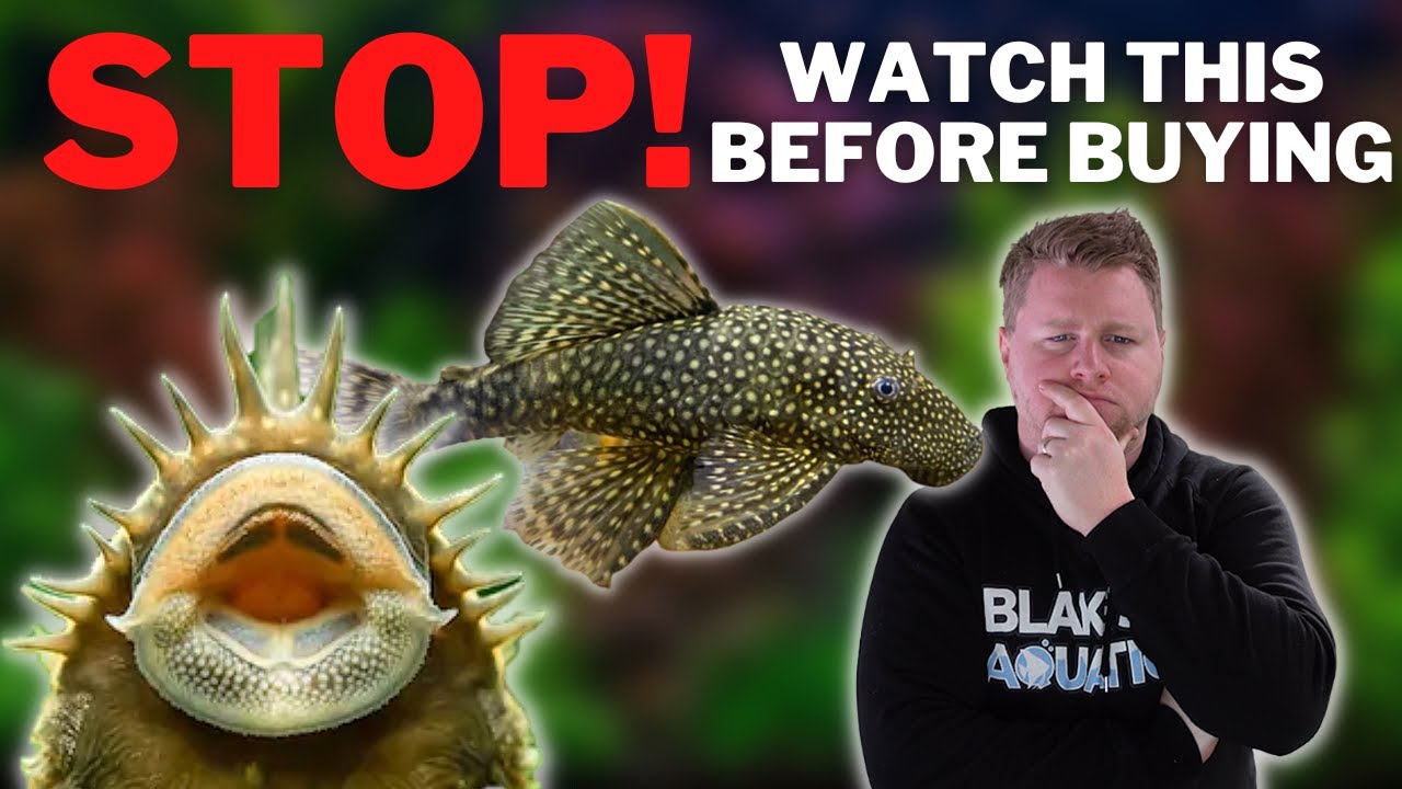 Dont Buy a Bristlenose Pleco Without Watching this First! - Bristlenose Care and Breeding Guide
