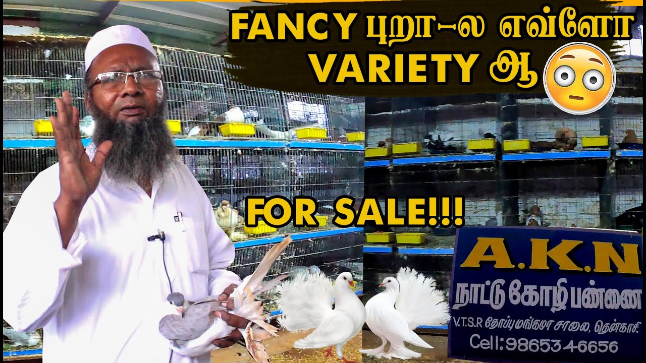 Fancy Pigeons in Tenkasi - Fancy pigeons collections | அரிய வகை புறாக்கள் - AKN Farms