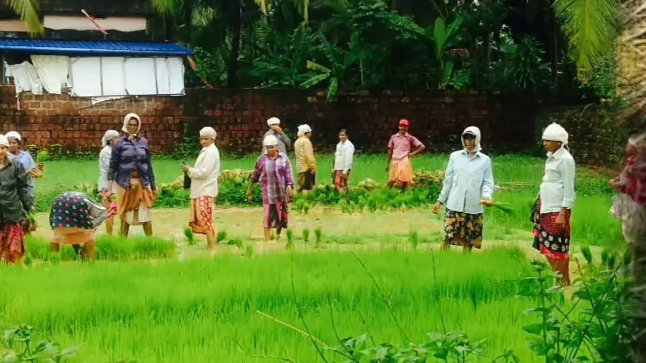 Kerala Tourism and Paddy field protection theme by Pulari Aravath