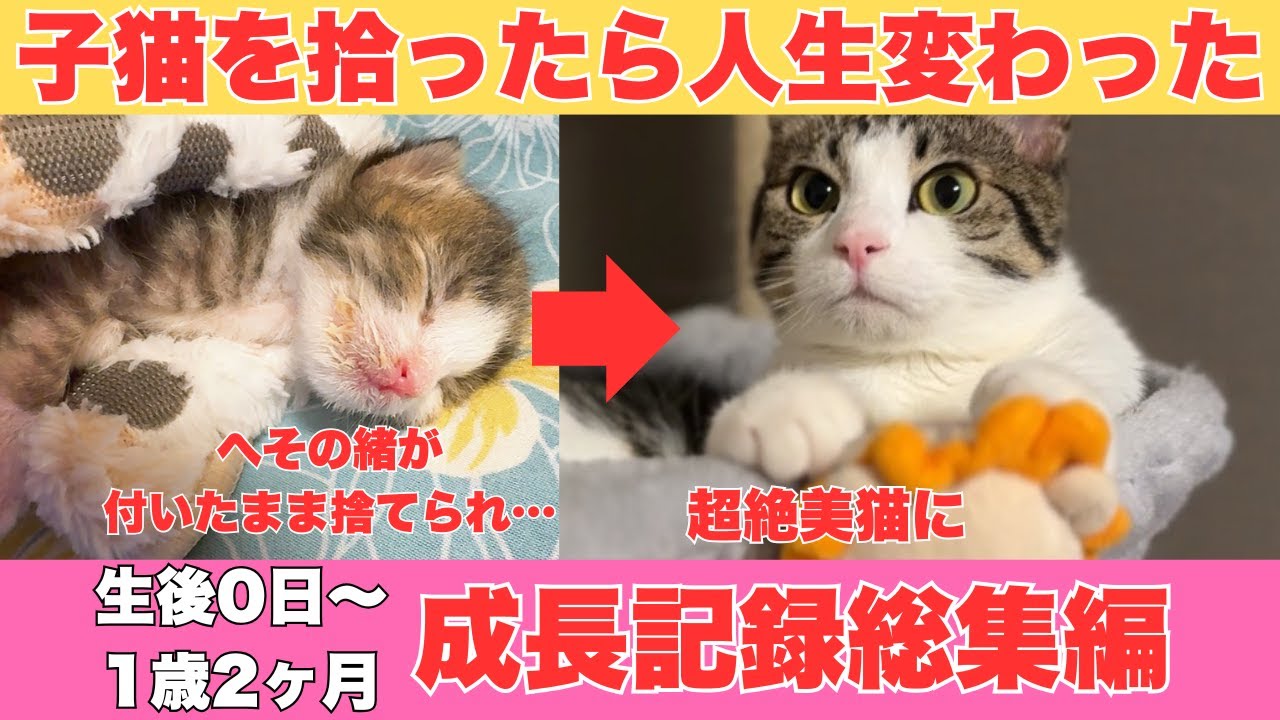 生まれたての子猫を拾ったら人生変わった【生後0日～1歳2ヶ月成長記録総集編】