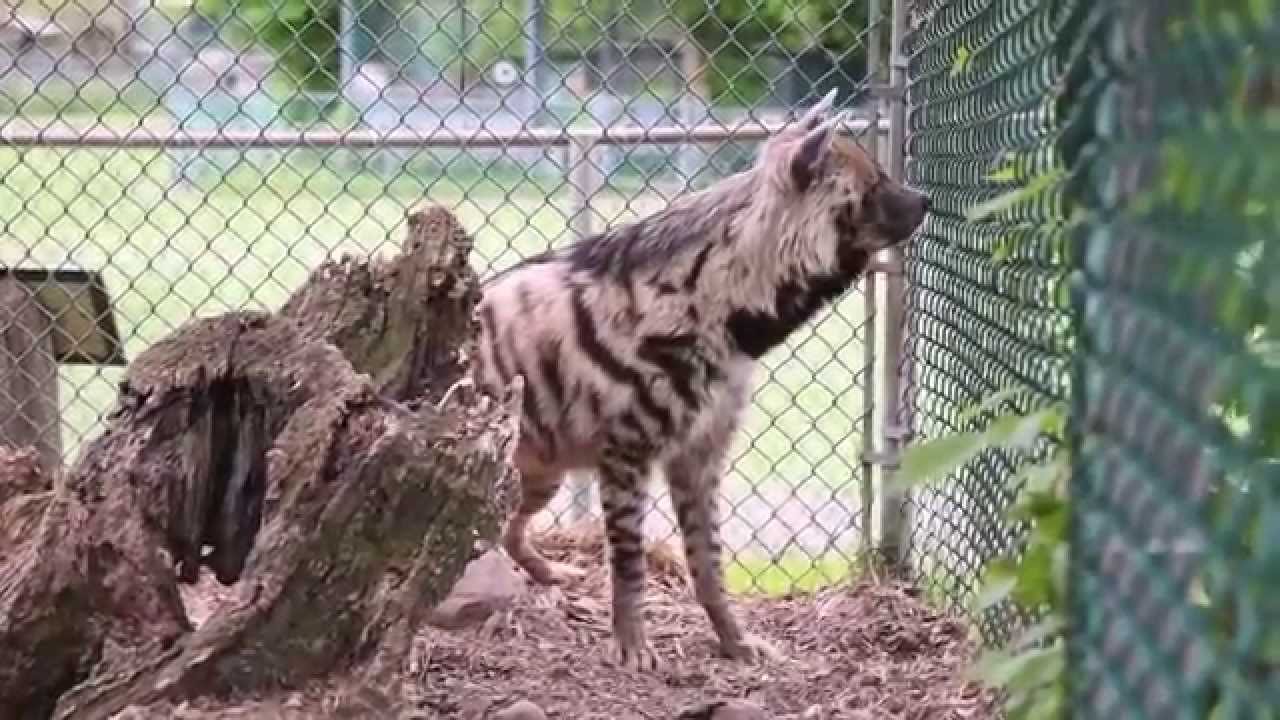 Amazing Animals: Meet Eddie the striped hyena