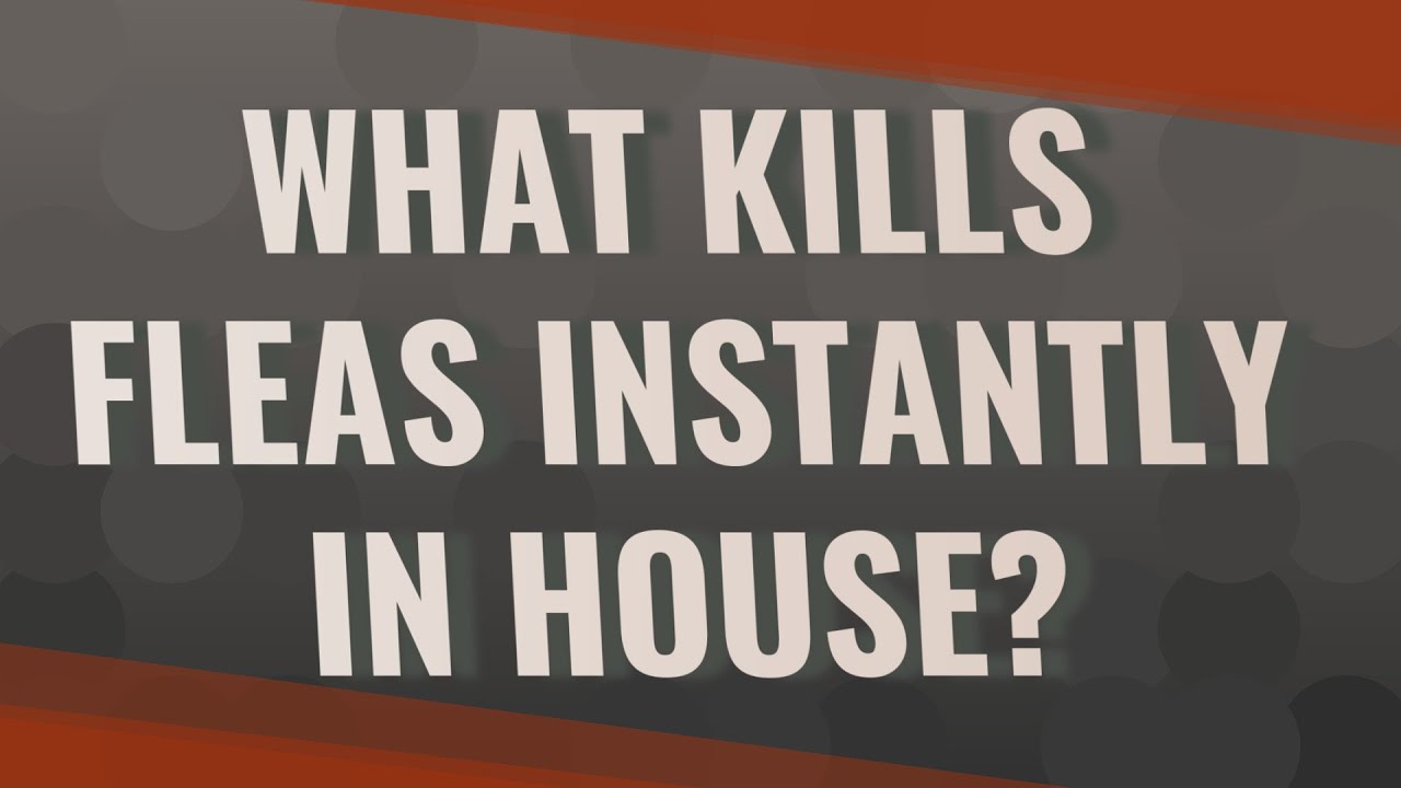 What kills fleas instantly in house?