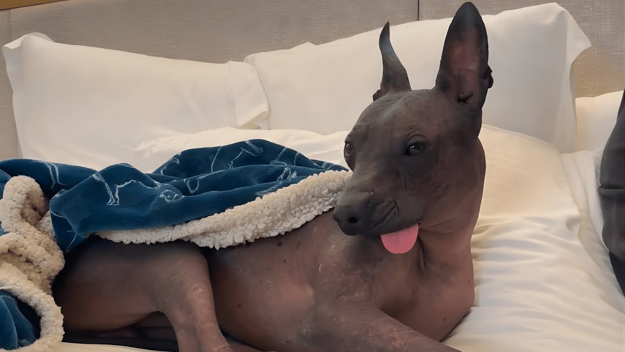 They Lost a Dog… and Then a Miracle Walked Into Their Driveway