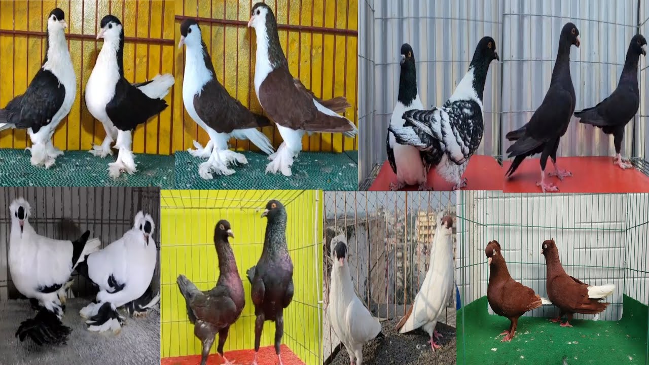 #Fancy kobutor selling video in Indian #Fancy pigeon selling video in Indian#low price fancy pigeon 
