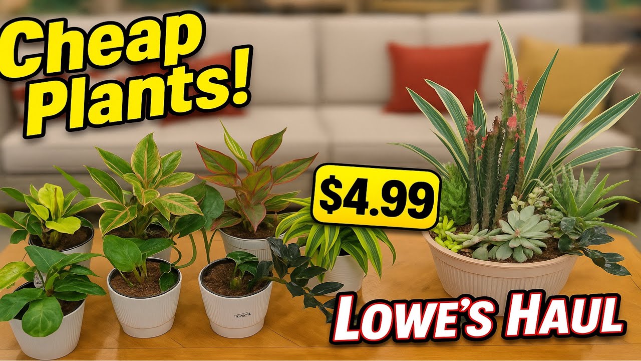 Budget Gardeners: Lowe&rsquo;s Plant Clearance Edition