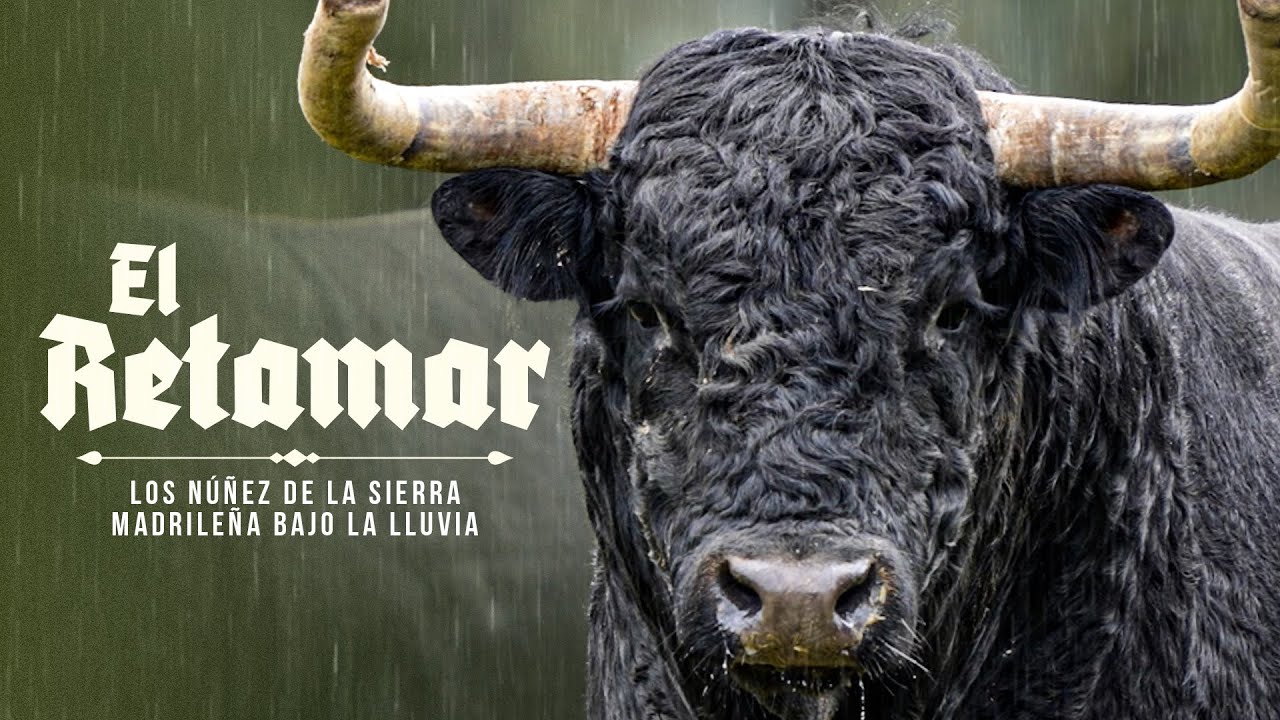 GANADERIA EL RETAMAR - Los Nuñez de la sierra Madrileña bajo la lluvia