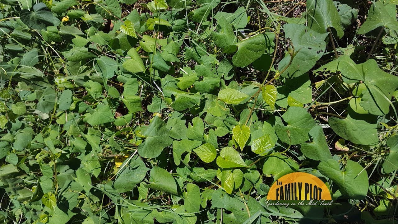 Q&A – How do I get rid of this morning glory so I can plant bulbs? I have sprayed and it returned.