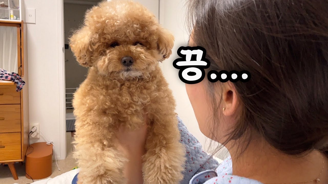 귀여워 마세요~ 주인 물고 혼나는 중입니다….