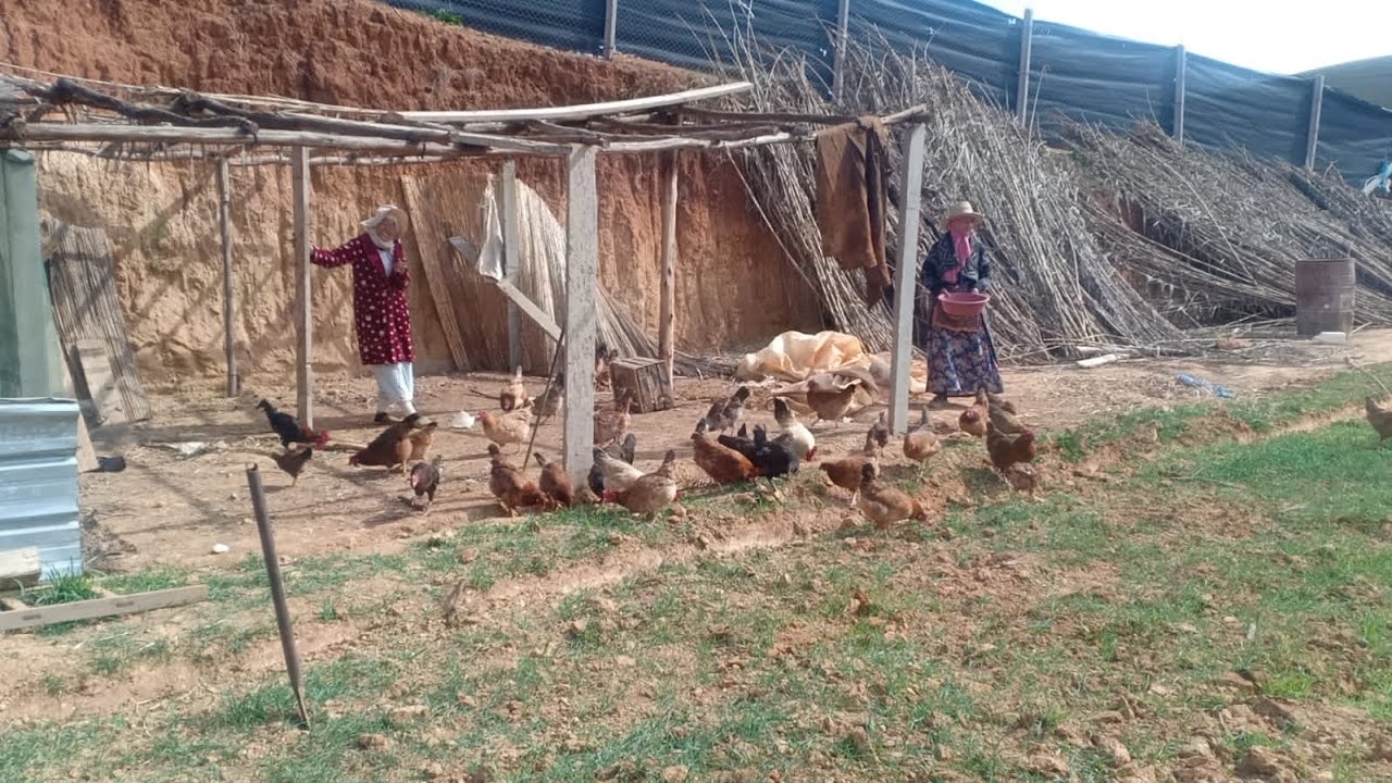 تربية الارانب 🐇 واش كاياكلو الشعير 🤔🐰واخيرا طلقنا الدجاج من القفس ديالو شنو ردة الفعل ديالو