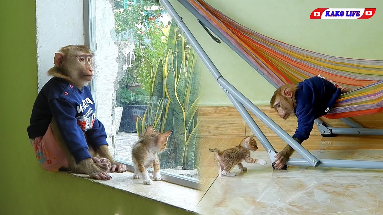 Smart Little KAKO Playing On Hammock With Kitten Puy Puy