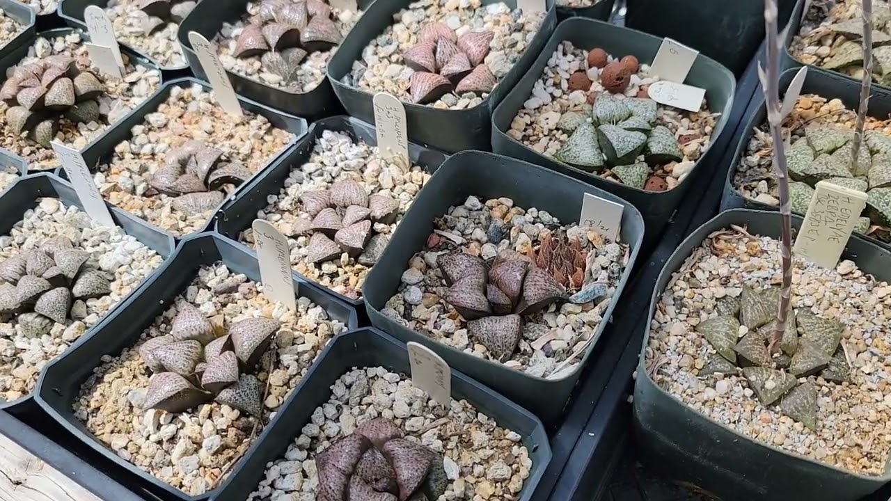 A Conversation About Growing Haworthia With Steven Hammer