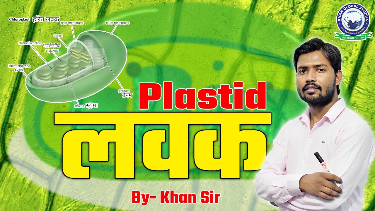लवक | लवक की खोज | लवक के प्रकार | लवक के कार्य | लवक की संरचना | Plastids | Plastids in Hindi