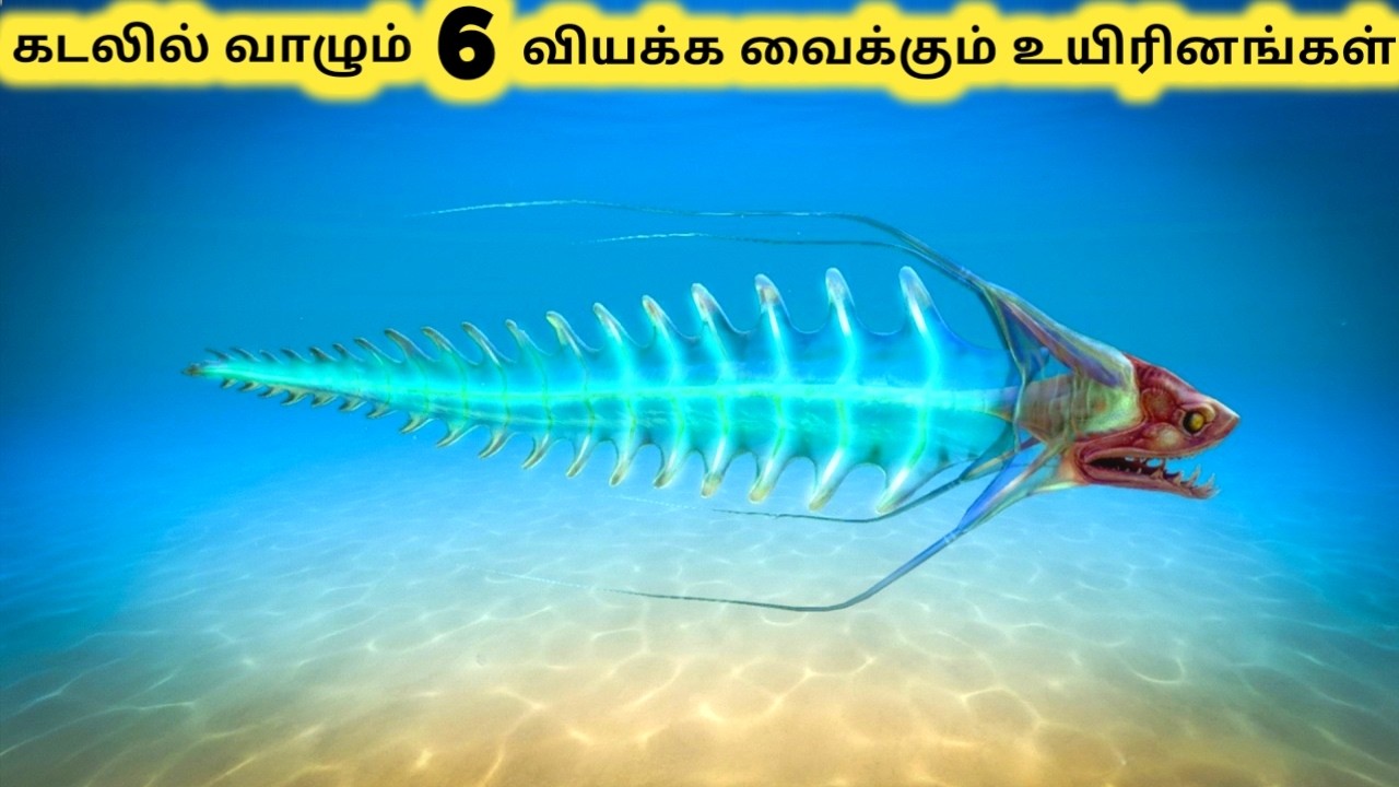 கடலின் அதிசய உயிரினங்கள் || Six Terrifying Deep Sea Creatures || Tamil Info Share