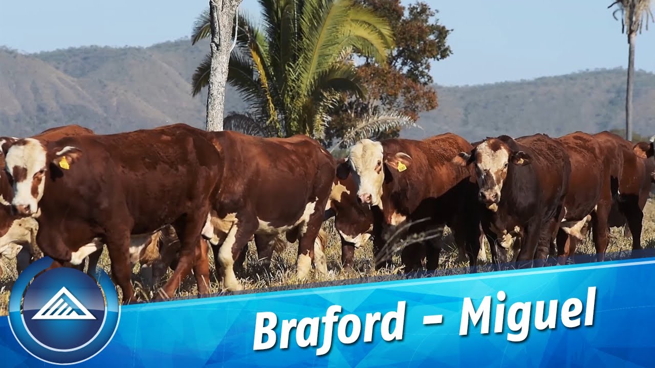 Braford - Miguel