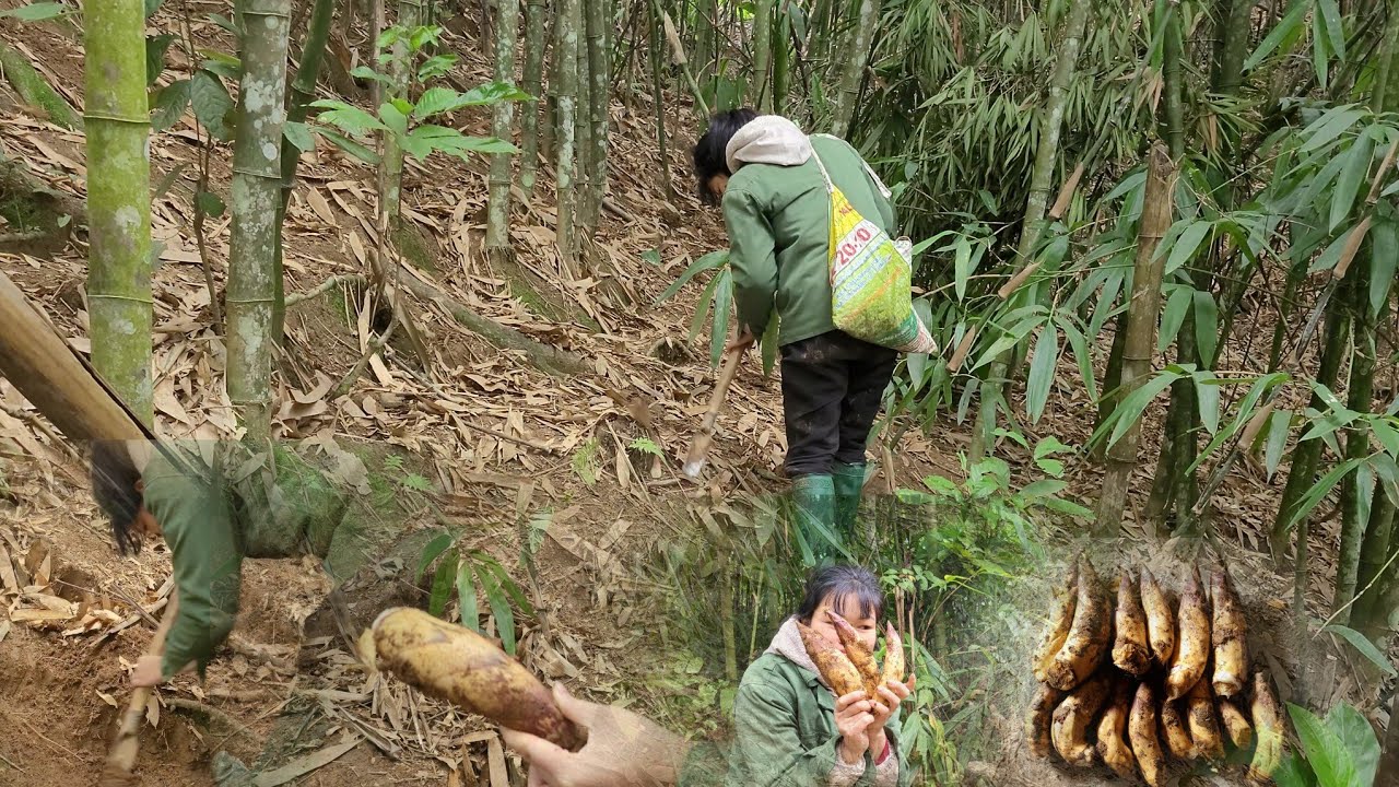 Find giant bamboo shoots underground to cook with. ☆ MinMin