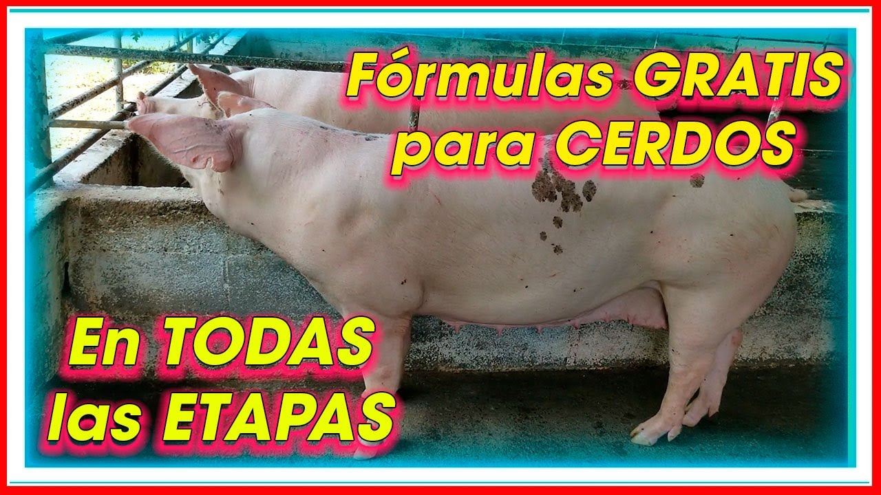CERDOS Fórmulas ALIMENTICIAS GRATIS para TODAS las ETAPAS ǀ Ing. Jannin Hernández Blandón