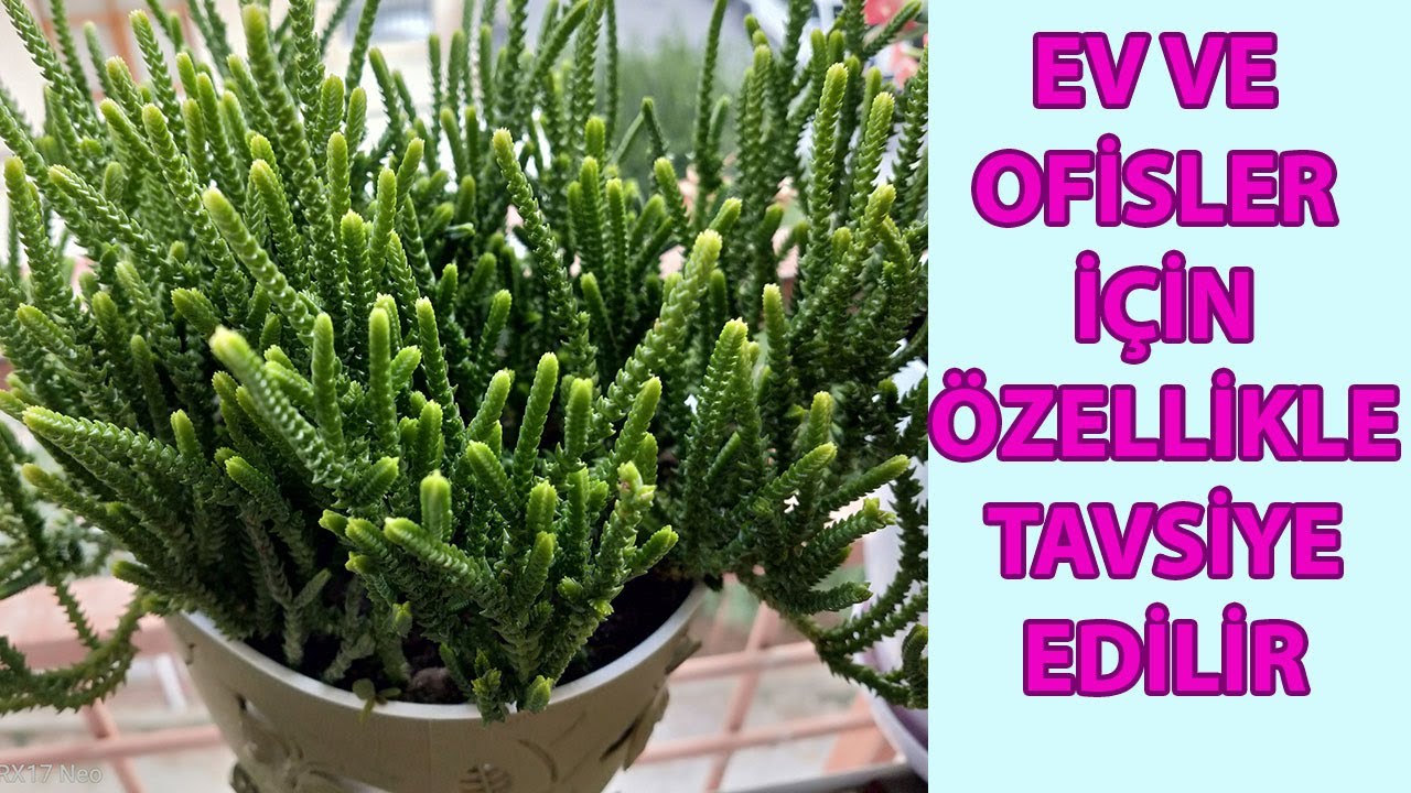 BAKIMI EN KOLAY ÇİÇEK, SAKSINIZ DOLUP TAŞACAK, PRENSES ÇAMI ÇİÇEĞİ BAKIMI VE ÇOĞALTILMASI, CRASSULA