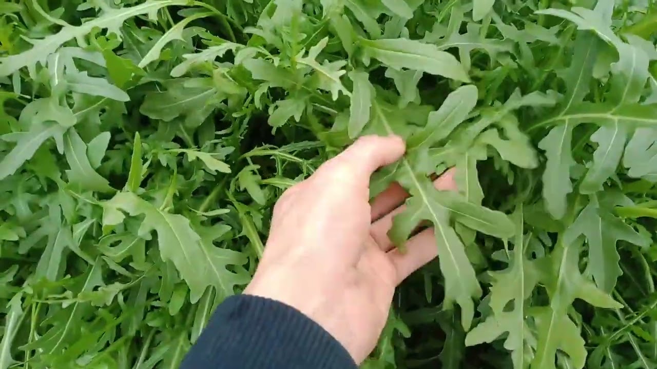 Тепличные технологии. Руккола