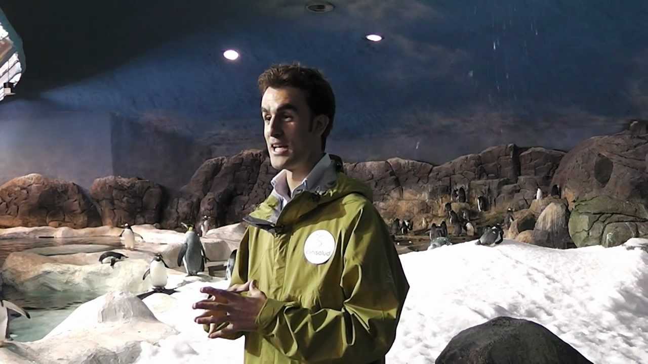 Clinisalud ayuda a Frodo, el pingüino cojo de Faunia.