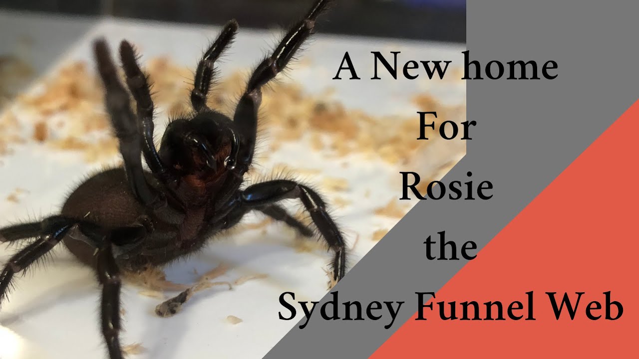 Sydney Funnel web enclosure build (Rosie's Garden)