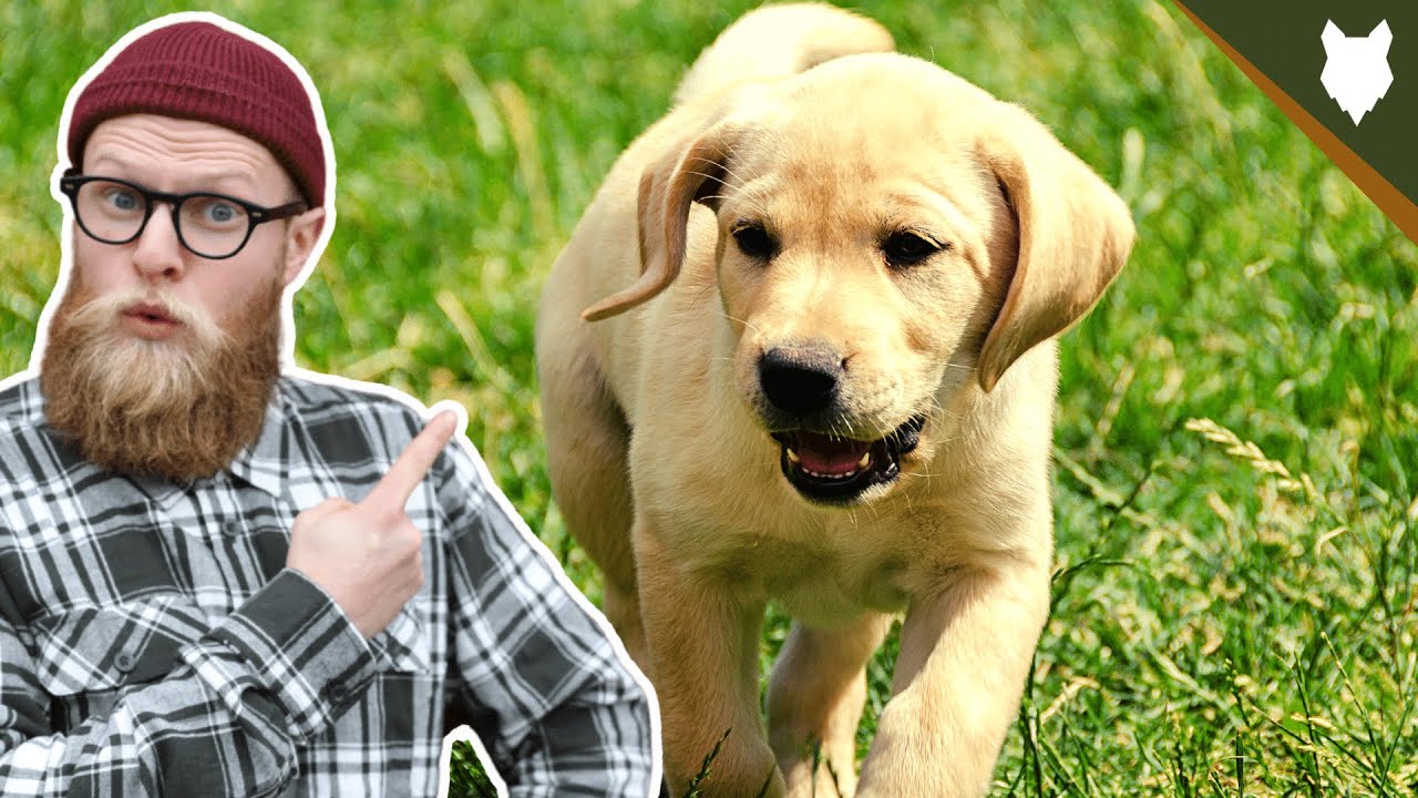 What To Do With A NEW LABRADOR PUPPY?!
